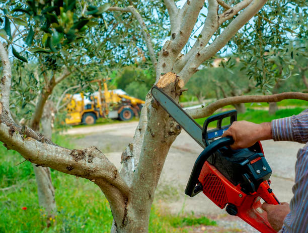 Best Tree Removal Near Me  in Doa Ana, NM